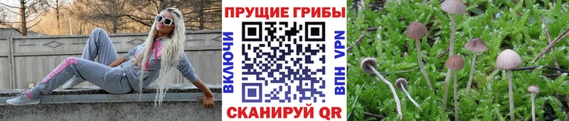 Галлюциногенные грибы мицелий  Себеж 
